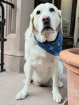 Golden lab wearing blue bandana outdoors.